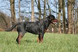 ROTTWEILER 556